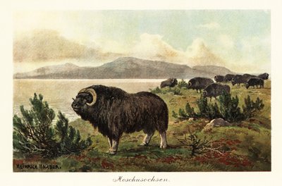 Buey almizclero o buey de almizcle, Ovibos moschatus.,1908 (Imprimir) de Heinrich Harder