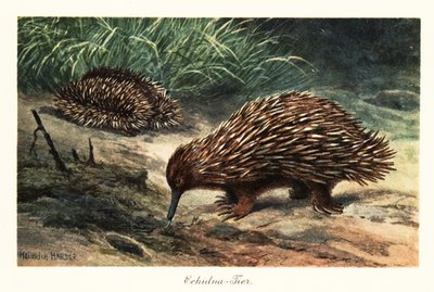 Equidna de pico corto, Tachyglossus aculeatus, buscando comida. de Heinrich Harder
