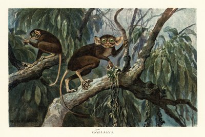 Tarsius, género de primates haplorrinos de los tarseros.,1908 (Imprimir) de Heinrich Harder