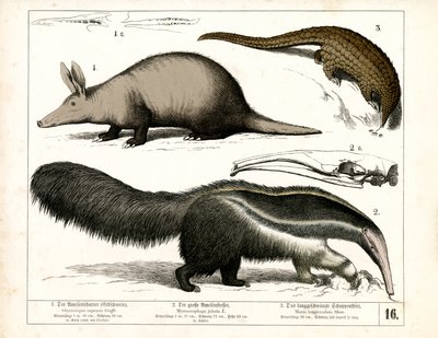 Oso hormiguero, oso hormiguero y pangolín de Heinrich Leutemann