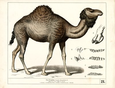 Dromedario con detalles anatómicos de Heinrich Leutemann