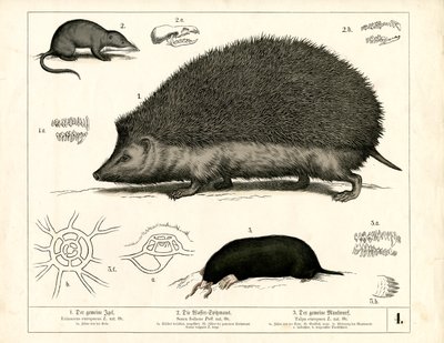 Insectívoros: Erizo, musaraña y topo de Heinrich Leutemann