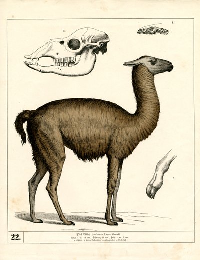  de Heinrich Leutemann