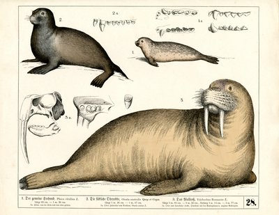 Focas y morsas con detalles anatómicos de Heinrich Leutemann
