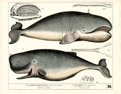 Cachalote y ballena de Groenlandia con características anatómicas de Heinrich Leutemann
