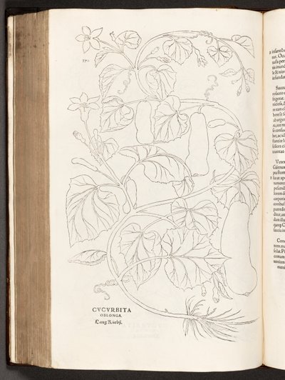 BT3.26.5 p.370 Calabacín, ilustración de De historia stirpium commentarii insignes por Leonhart Fuchs, 1542 de Heinrich and Meyer, Albert Fullmaurer
