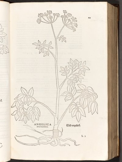 BT3.267.5 p.125 Angélica silvestre, ilustración de De historia stirpium commentarii insignes por Leonhart Fuchs, 1542 de Heinrich and Meyer, Albert Fullmaurer