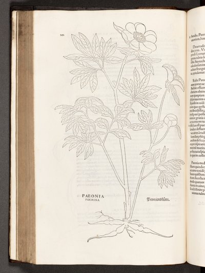 BT3.267.5 p.311 Peonía, ilustración de De historia stirpium commentarii insignes por Leonhart Fuchs, 1542 de Heinrich and Meyer, Albert Fullmaurer