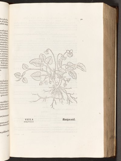 BT3.267.5 p.311 Violeta, ilustración de De historia stirpium commentarii insignes por Leonhart Fuchs, 1542 de Heinrich and Meyer, Albert Fullmaurer