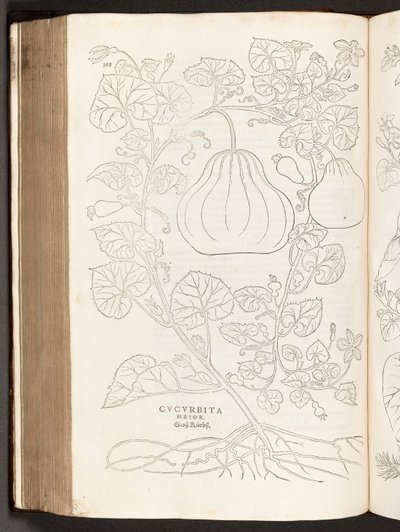 BT3.267.5 p.368 Calabaza, ilustración de De historia stirpium commentarii insignes por Leonhart Fuchs, 1542 de Heinrich and Meyer, Albert Fullmaurer