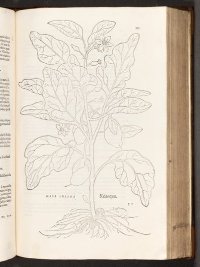BT3.267.5 p.533 Berenjena, ilustración de De historia stirpium commentarii insignes por Leonhart Fuchs, 1542 de Heinrich and Meyer, Albert Fullmaurer