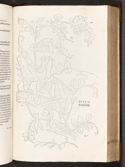 BT3.267.5. p.627 Guisante, ilustración de De historia stirpium commentarii insignes por Leonhart Fuchs, 1542 de Heinrich and Meyer, Albert Fullmaurer