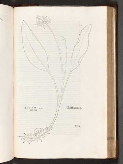 BT3.267.5 p.739 Allium, ilustración de De historia stirpium commentarii insignes por Leonhart Fuchs, 1542 de Heinrich and Meyer, Albert Fullmaurer