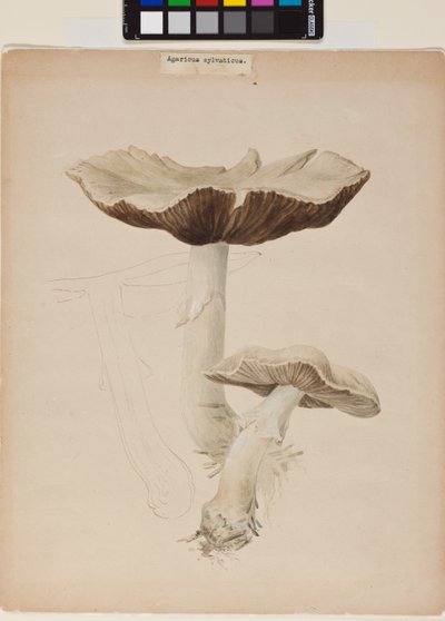 Agaricus Augustus de Helen Beatrix Potter