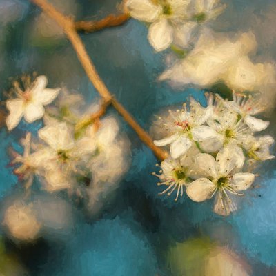 Flor de manzano, 2019 de Helen White