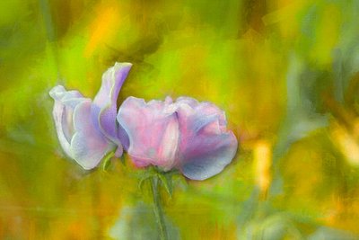 Otoño Sweetpea I, 2018 de Helen White