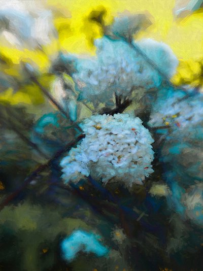 Mayo en Flor de Helen White