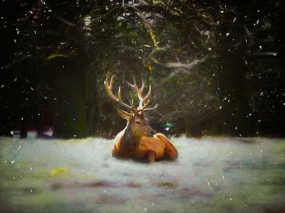 Ciervo de Navidad, 2019 de Helen White