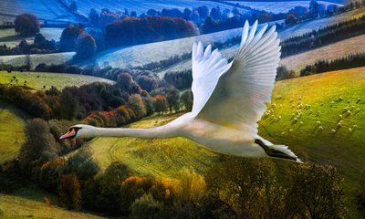 Primer vuelo del día del amanecer, 2020 de Helen White