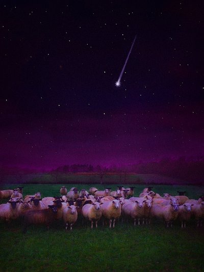 Rebaño de noche, 2019 de Helen White