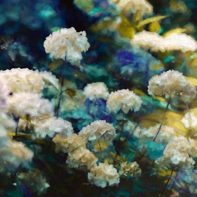 Hortensias celestiales de Helen White