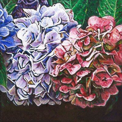 Hortensias, 2010 de Helen White