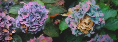 Hortensias, 2018 de Helen White