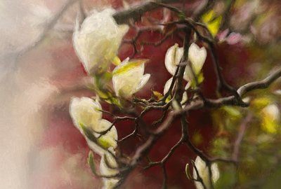 Magnolia de Helen White