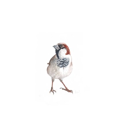 Gorrión macho III, 2022 de Helen White