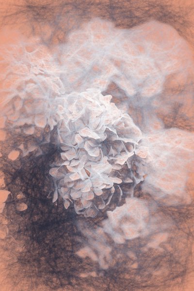 Hortensias Pastel de Helen White