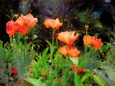 Amapolas melocotón de Helen White