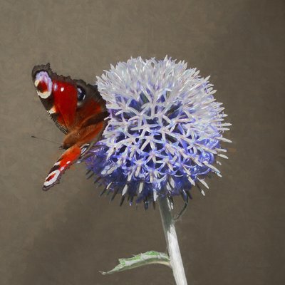 Pavo real en cardo azul de Helen White
