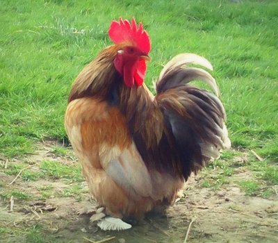 Gallo orgulloso, 2018 de Helen White