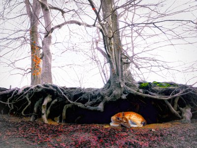 Santuario de Helen White