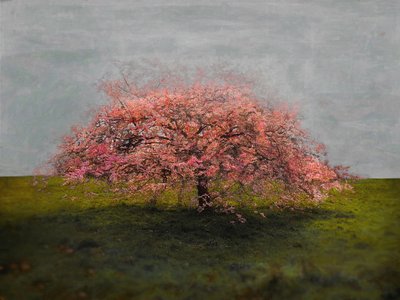 Belleza solitaria de Helen White