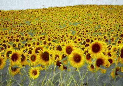 Campo de girasoles, 2019 de Helen White