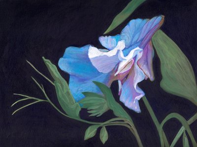 Guisante de Olor, 2020 de Helen White