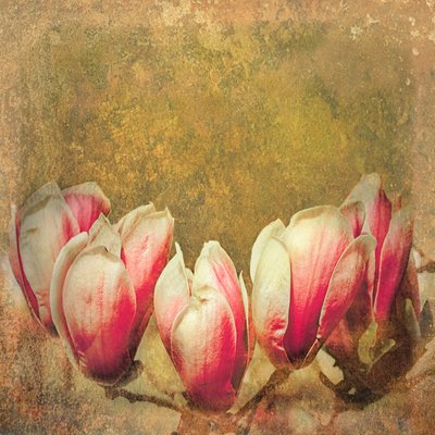 Magnolia Vintage, 2019 de Helen White