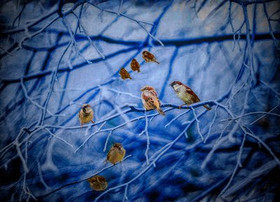 Gorriones de invierno, 2020 de Helen White