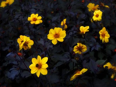 Terciopelo amarillo, 2019 de Helen White