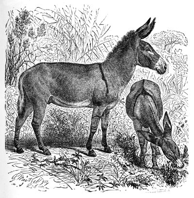 Asno salvaje africano, c1900 de Helena J. Maguire