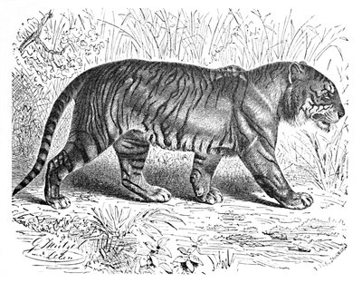 Tigre de Bengala, c. 1900 de Helena J. Maguire