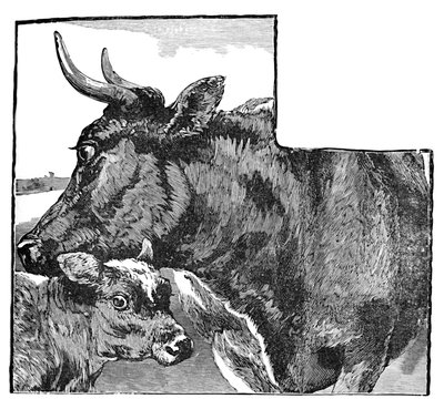 Vaca y ternero, c1900 de Helena J. Maguire