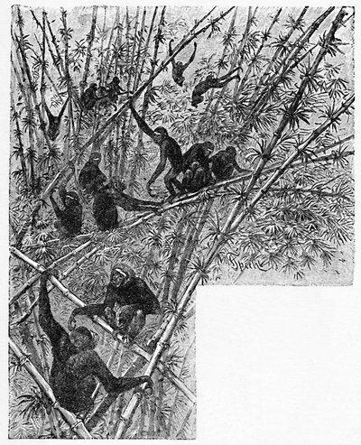 Hoolocks en una jungla de bambú, c1900 de Helena J. Maguire