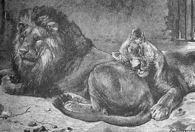 León y Leona, c. 1900 de Helena J. Maguire