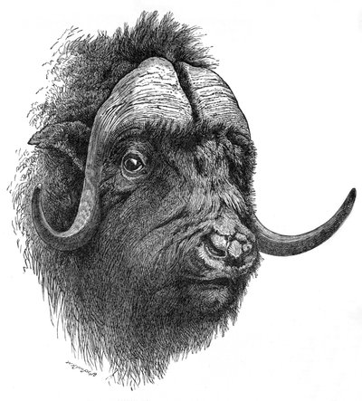 Buey Almizclero, c1900 de Helena J. Maguire