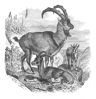 Cabras salvajes persas de Helena J. Maguire