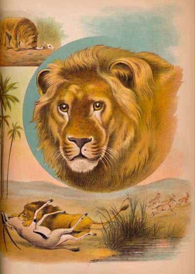 El León, c1900 de Helena J. Maguire