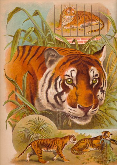 El tigre, c1900 de Helena J. Maguire