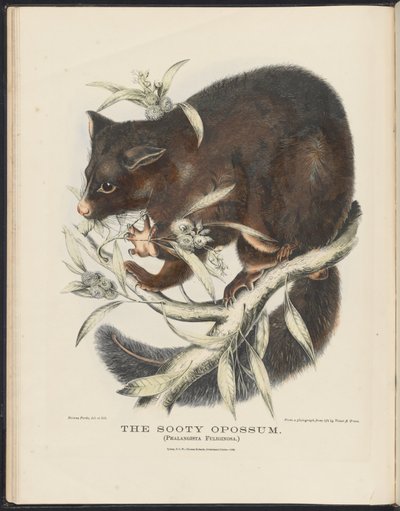 Mamíferos de Australia (Krefft) Nla.obj-33627803-10 El zarigüeya ahumada de Helena Scott